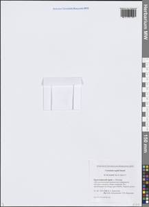 Cerastium regelii Ostenf., Siberia, Central Siberia (S3) (Russia)