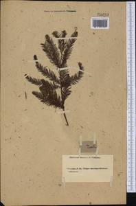 Tsuga canadensis (L.) Carrière, America (AMER) (Not classified)