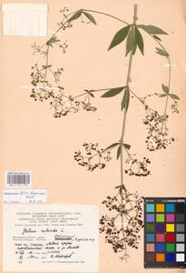 Galium rubioides L., Eastern Europe, Moscow region (E4a) (Russia)