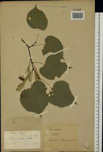 Tilia platyphyllos Scop., Eastern Europe, North Ukrainian region (E11) (Ukraine)