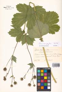 Geum macrophyllum Willd., Eastern Europe, Moscow region (E4a) (Russia)