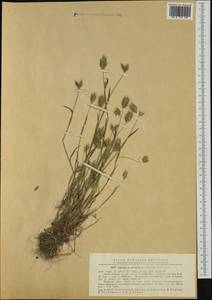 Eremopyrum orientale (L.) Jaub. & Spach, Western Europe (EUR) (Romania)