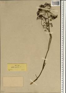 Anethum graveolens L., South Asia, South Asia (Asia outside ex-Soviet states and Mongolia) (ASIA) (Turkey)