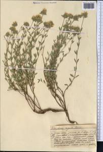 Ziziphora, Middle Asia, Western Tian Shan & Karatau (M3) (Kazakhstan)