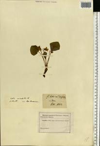 Viola mirabilis L., Eastern Europe, Lower Volga region (E9) (Russia)