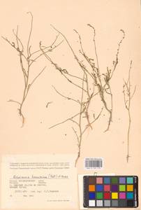 Litwinowia tenuissima (Pall.) Woronow ex Pavlov, Eastern Europe, Lower Volga region (E9) (Russia)