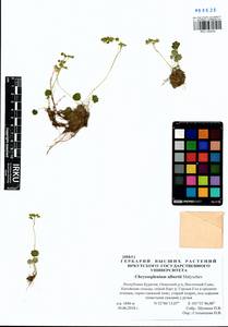 Chrysosplenium albertii Malyschev, Siberia, Baikal & Transbaikal region (S4) (Russia)