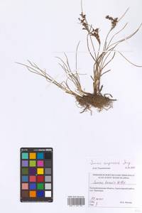 Juncus compressus Jacq., Eastern Europe, North-Western region (E2) (Russia)