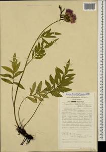 Psephellus dealbatus (Willd.) C. Koch, Caucasus, Stavropol Krai, Karachay-Cherkessia & Kabardino-Balkaria (K1b) (Russia)