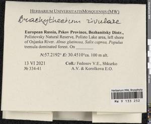Brachythecium rivulare Schimp., Bryophytes, Bryophytes - Novgorod & Pskov Oblasts (B5) (Russia)