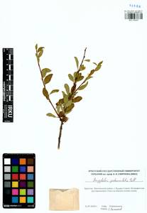 Prunus sibirica L., Siberia, Baikal & Transbaikal region (S4) (Russia)