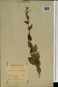 Asyneuma campanuloides (M.Bieb. ex Sims) Bornm., Caucasus, Azerbaijan (K6) (Azerbaijan)