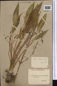 Alisma lanceolatum With., Middle Asia, Northern & Central Kazakhstan (M10) (Kazakhstan)