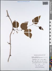 Smilax excelsa L., Caucasus, Black Sea Shore (from Novorossiysk to Adler) (K3) (Russia)