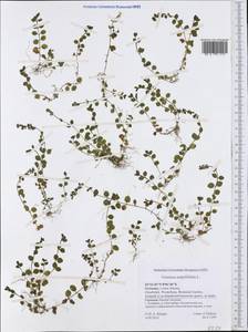 Veronica serpyllifolia L., Western Europe (EUR) (Germany)