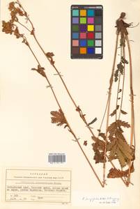 Potentilla tanacetifolia Willd. ex D. F. K. Schltdl., Siberia, Russian Far East (S6) (Russia)