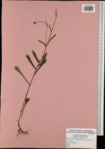 Leucanthemum vulgare Lam., Eastern Europe, Central region (E4) (Russia)