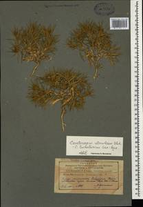 Ceratocarpus arenarius L., Caucasus, Azerbaijan (K6) (Azerbaijan)