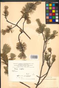 Pinus mugo Turra, Eastern Europe, West Ukrainian region (E13) (Ukraine)