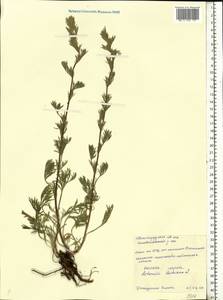 Artemisia lercheana Weber ex Stechm., Eastern Europe, Lower Volga region (E9) (Russia)