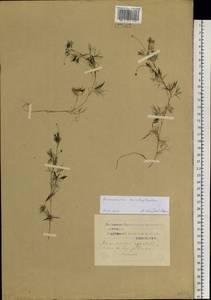 Ranunculus trichophyllus Chaix, Siberia, Western Siberia (S1) (Russia)
