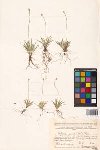 Tofieldia pusilla (Michx.) Pers., Eastern Europe, Northern region (E1) (Russia)