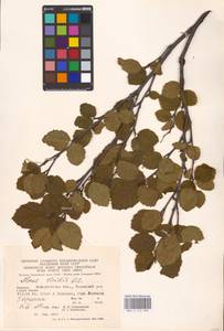 Alnus alnobetula subsp. alnobetula, Eastern Europe, West Ukrainian region (E13) (Ukraine)