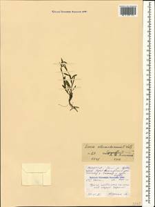 Linum mucronatum subsp. armenum (Bordzil.) P. H. Davis, Caucasus, North Ossetia, Ingushetia & Chechnya (K1c) (Russia)