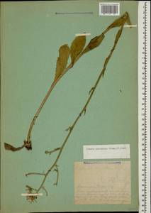 Crepis pannonica (Jacq.) K. Koch, Caucasus, Armenia (K5) (Armenia)