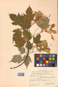 Acer barbinerve Maxim., Siberia, Russian Far East (S6) (Russia)