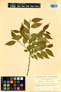 Ulmus pumila L., Siberia, Baikal & Transbaikal region (S4) (Russia)