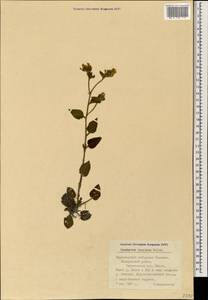 Symphytum tauricum Willd., Caucasus, Black Sea Shore (from Novorossiysk to Adler) (K3) (Russia)
