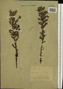 Echium vulgare L., Eastern Europe, Belarus (E3a) (Belarus)
