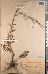 Artemisia laciniata Willd., Middle Asia, Northern & Central Kazakhstan (M10) (Kazakhstan)