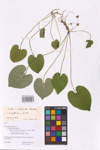 Viola ×interjecta Borbás, Eastern Europe, Central region (E4) (Russia)