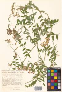 Vicia woroschilovii N.S.Pavlova, Siberia, Russian Far East (S6) (Russia)