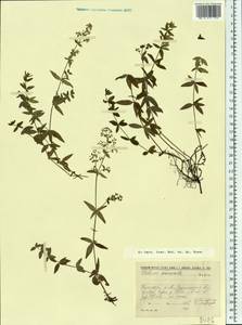 Galium boreale L., Eastern Europe, Northern region (E1) (Russia)