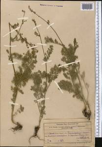Tanacetum, Middle Asia, Western Tian Shan & Karatau (M3) (Uzbekistan)