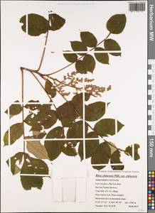Rhus chinensis Mill., South Asia, South Asia (Asia outside ex-Soviet states and Mongolia) (ASIA) (Vietnam)