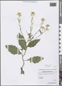 Rhamphospermum arvense (L.) Andrz. ex Besser, Eastern Europe, Eastern region (E10) (Russia)