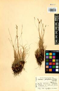 Carex macroprophylla (Y.C.Yang) S.R.Zhang, Siberia, Baikal & Transbaikal region (S4) (Russia)