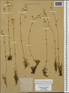 Gypsophila tenuifolia M. Bieb., Caucasus, Stavropol Krai, Karachay-Cherkessia & Kabardino-Balkaria (K1b) (Russia)
