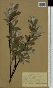 Salix lapponum L., Eastern Europe, Northern region (E1) (Russia)