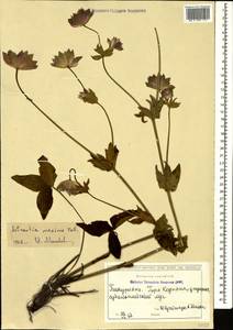 Astrantia maxima Pall., Caucasus, Georgia (K4) (Georgia)