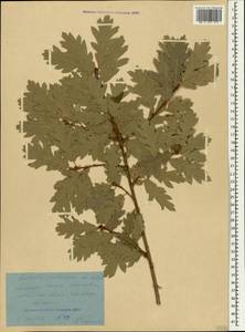 Quercus pubescens Willd., Crimea (KRYM) (Russia)