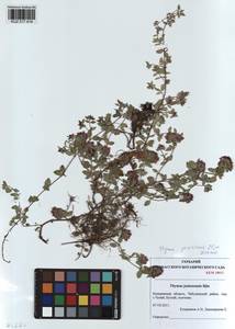 Thymus jenisseensis Iljin, Siberia, Altai & Sayany Mountains (S2) (Russia)