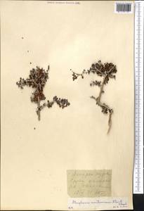 Atraphaxis karataviensis Pavlov & Lipsch., Middle Asia, Western Tian Shan & Karatau (M3)