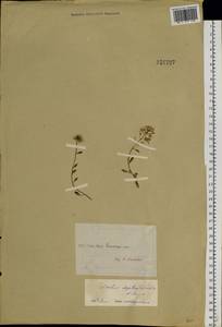 Arabidopsis septentrionalis (N. Busch) D. A. German, Siberia, Yakutia (S5) (Russia)