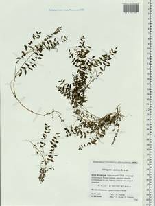 Astragalus alpinus, Siberia, Baikal & Transbaikal region (S4) (Russia)