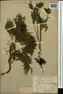 Paeonia tenuifolia var. biebersteiniana (Rupr.) N. Busch, Caucasus, Krasnodar Krai & Adygea (K1a) (Russia)
